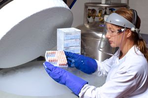 科学家从液氮储存中取出人体细胞
