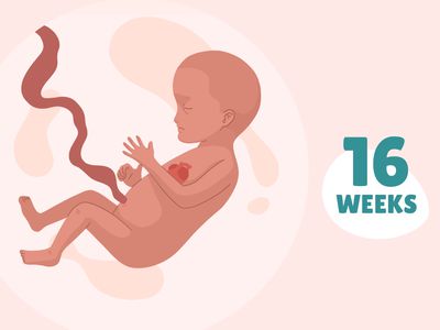 Pregnancy Week by Week: Week 16