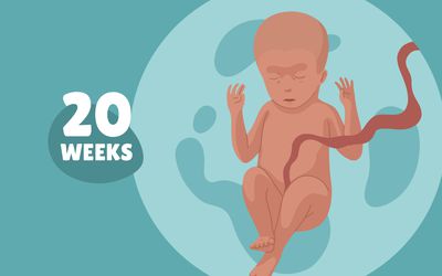Pregnancy Week by Week: Week 20