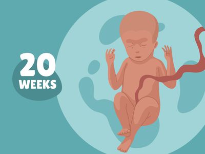 Pregnancy Week by Week: Week 20