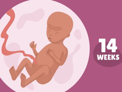 Pregnancy Week by Week: Week 14