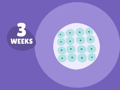 Pregnancy Week by Week: Week 3