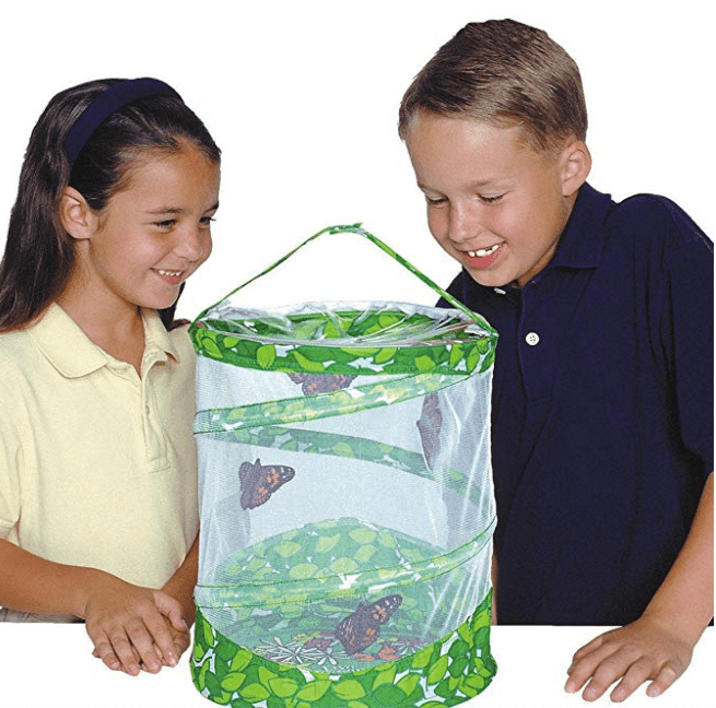 butterfly-growing-kit