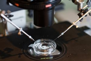 A human egg is fertilized in a lab.