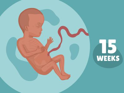 Pregnancy Week by Week: Week 15