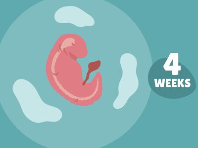 Pregnancy Week by Week: Week 4