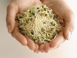 苜蓿在人的手中发芽