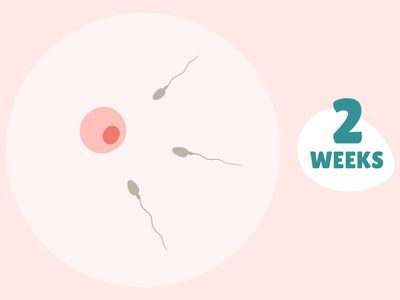 Pregnancy Week by Week: Week 2