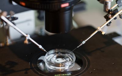 A human egg is fertilized in a lab.