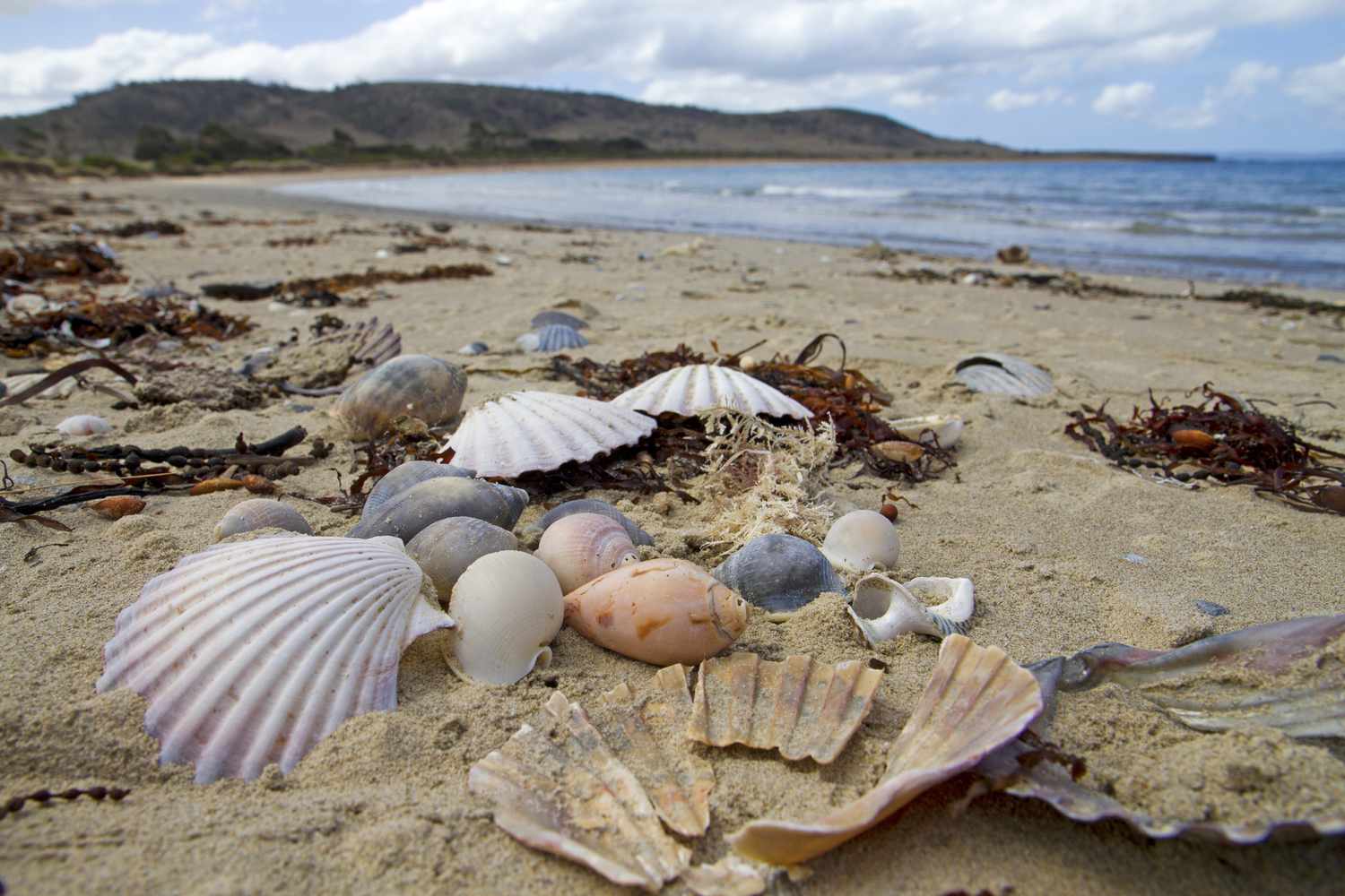 Sea shells on a beach, water and hills visible in the distance