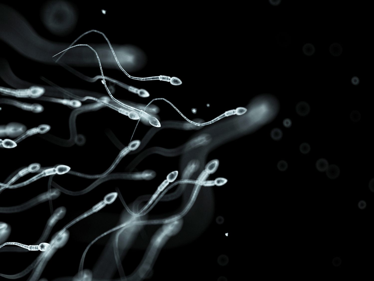 sperm