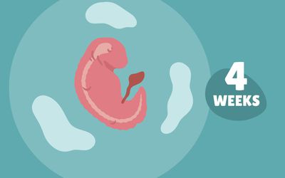 Pregnancy Week by Week: Week 4