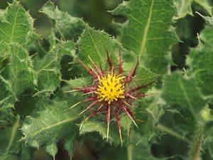 有福的蓟(Cnicus benedictus)