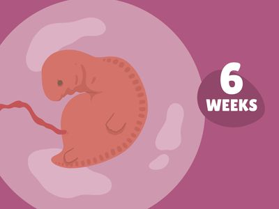 Pregnancy Week by Week: Week 6