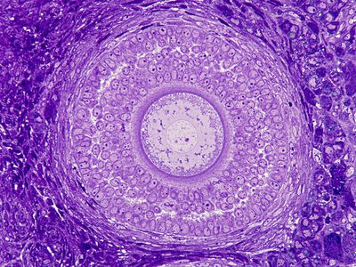 Microscopic image of a secondary ovarian follicle, the oocyte in the very center