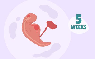 华体会体育官方人口每周怀孕:第5周