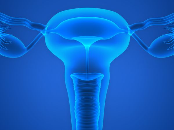 Fallopian Tubes