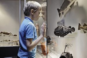 男孩在玻璃后面欣赏鱼模型。