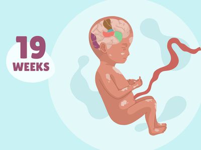Pregnancy Week by Week: Week 19