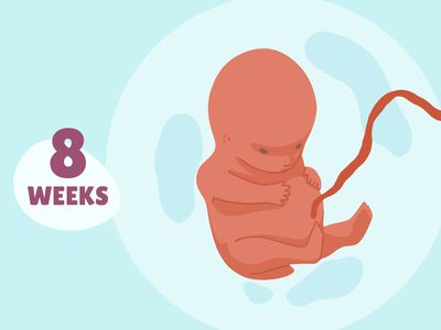 Pregnancy Week by Week: Week 8