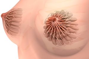 女性乳房解剖的概念图像。