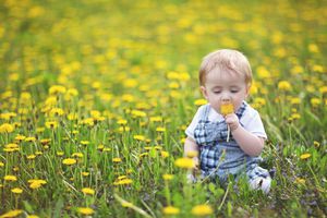 toddler sitting in a field of flowers