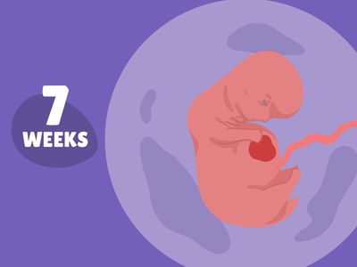 Pregnancy Week by Week: Week 7