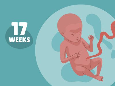 Week 17 of pregnancy